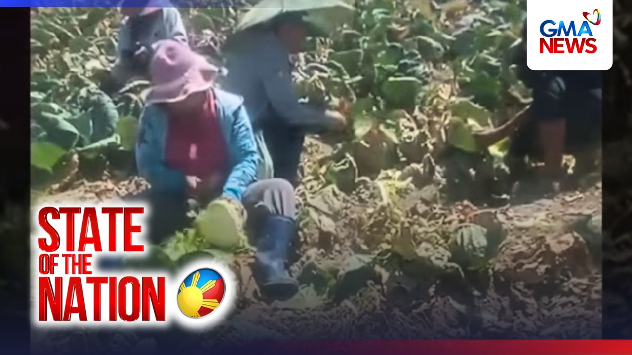 Aning repolyo ng ilang magsasaka sa Benguet, ginawa na lang pataba dahil 'di maibenta | SONA