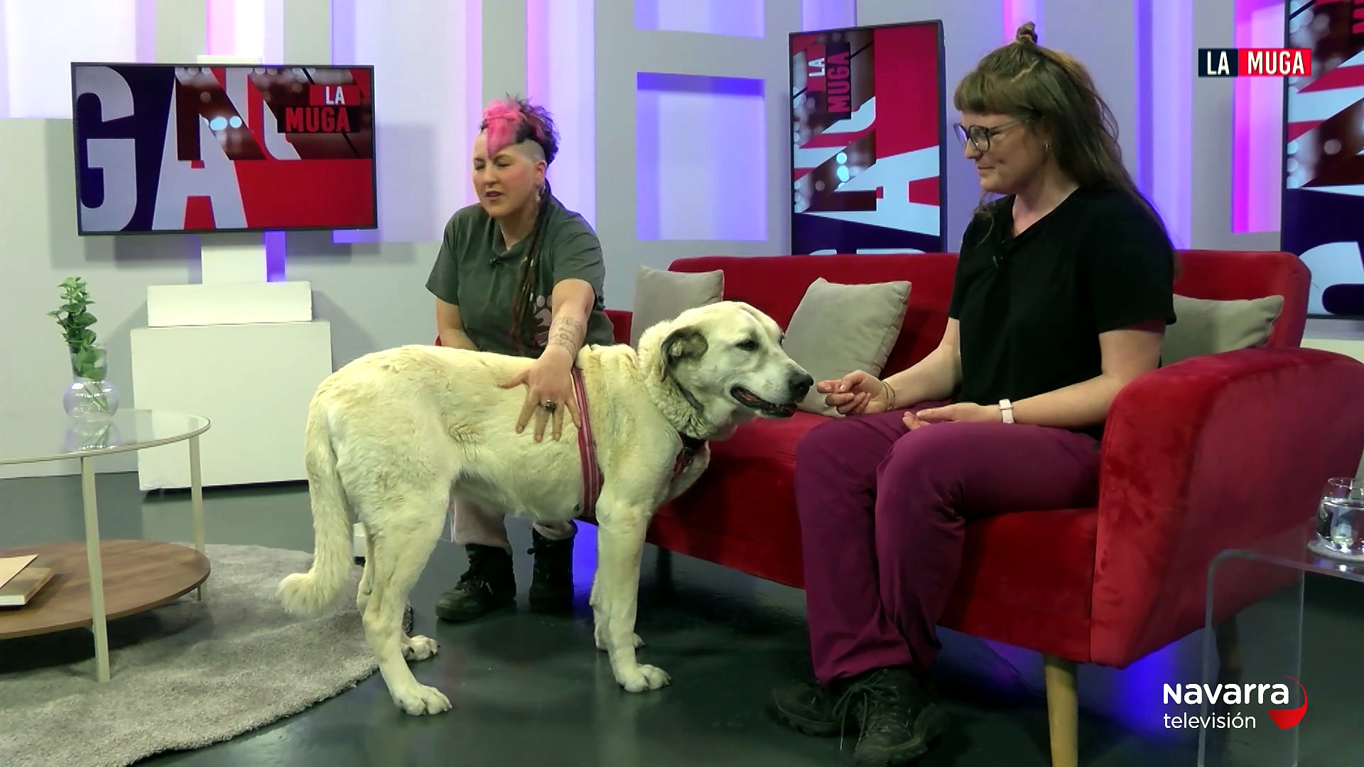 Gaia, una mastina de 10 años que busca adopción en las Txikas de Etxauri