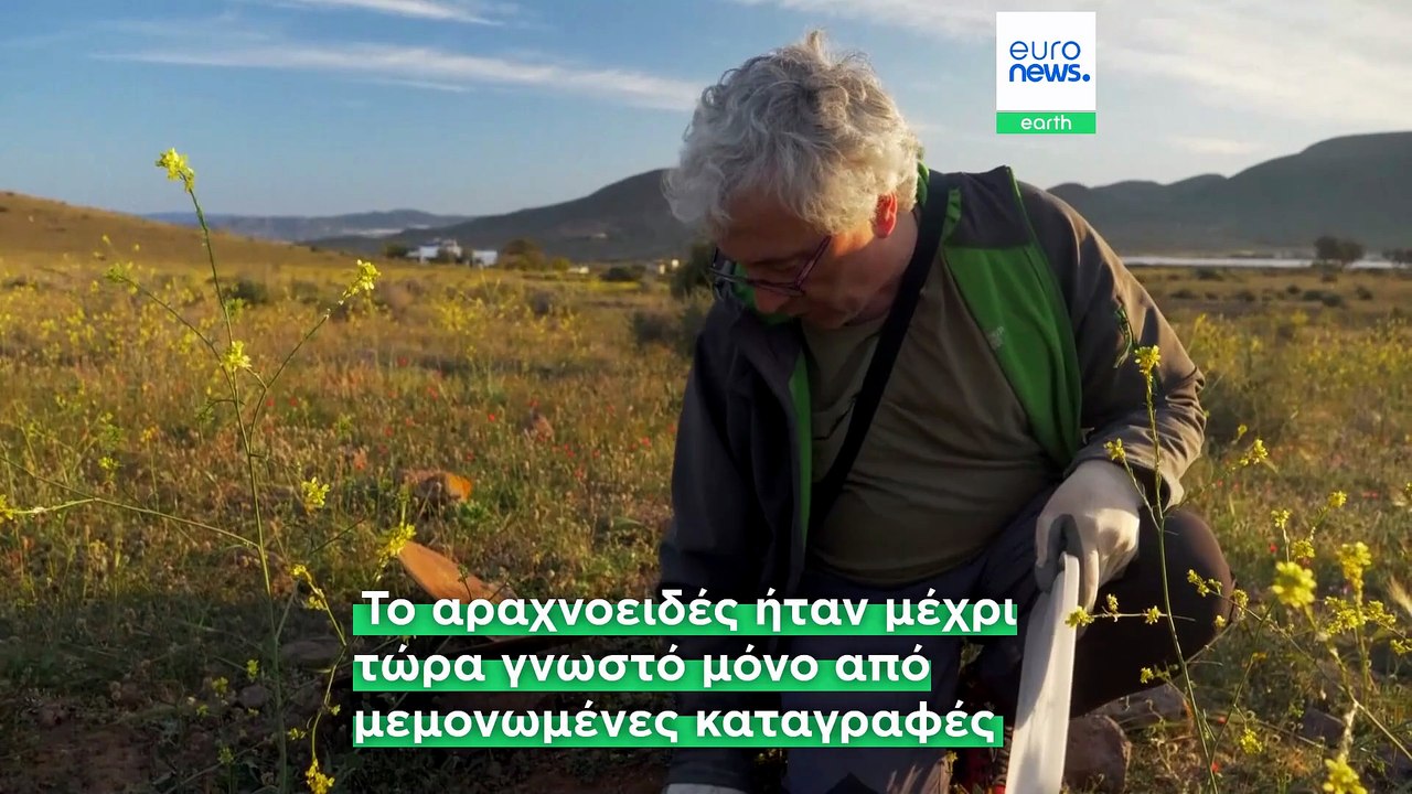 Ισπανία: Σπάνια αράχνη καταγράφεται για πρώτη φ...