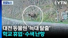 대전 동물원 '늑대 탈출'...학교 휴업·수색 난항 / YTN