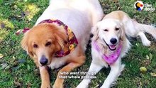 Obese Golden Retriever Does Infinite Zoomies Now