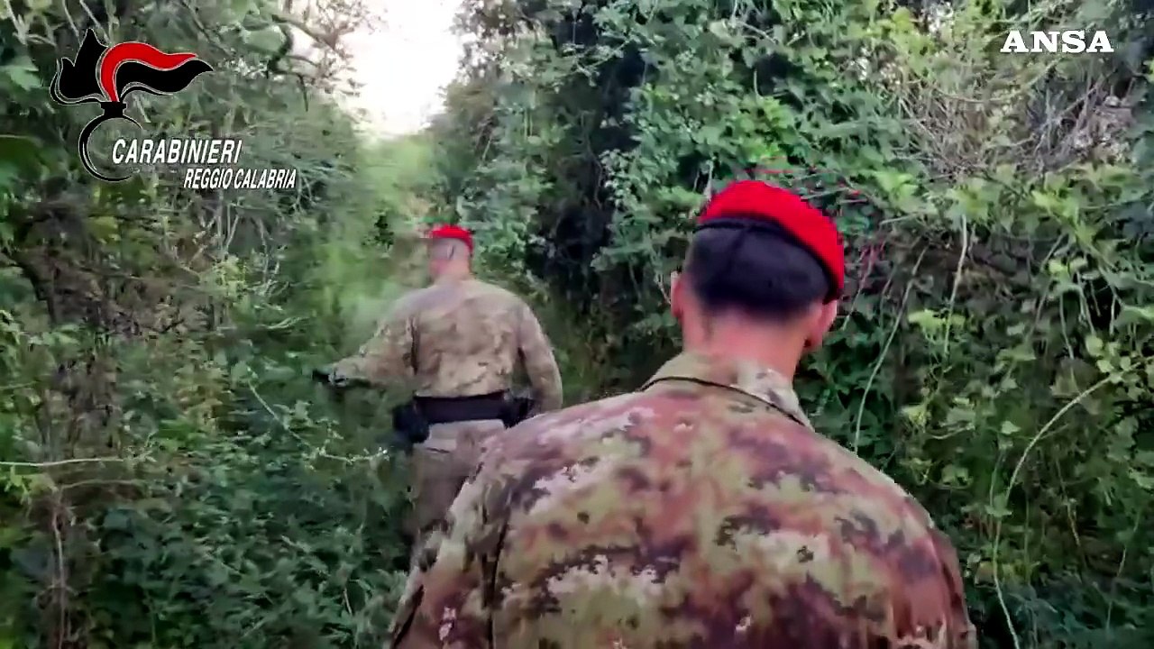 Scoperta in Calabria una piantagione con duemila piante di marijuana