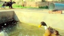 Playful Ducks in Tube Well Water #duck
