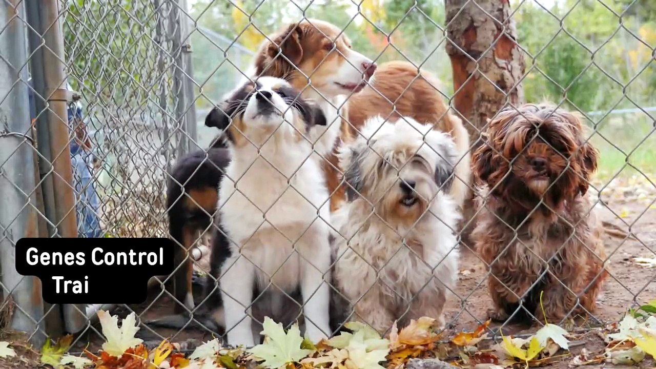 What is Animal Genetics? 🧬