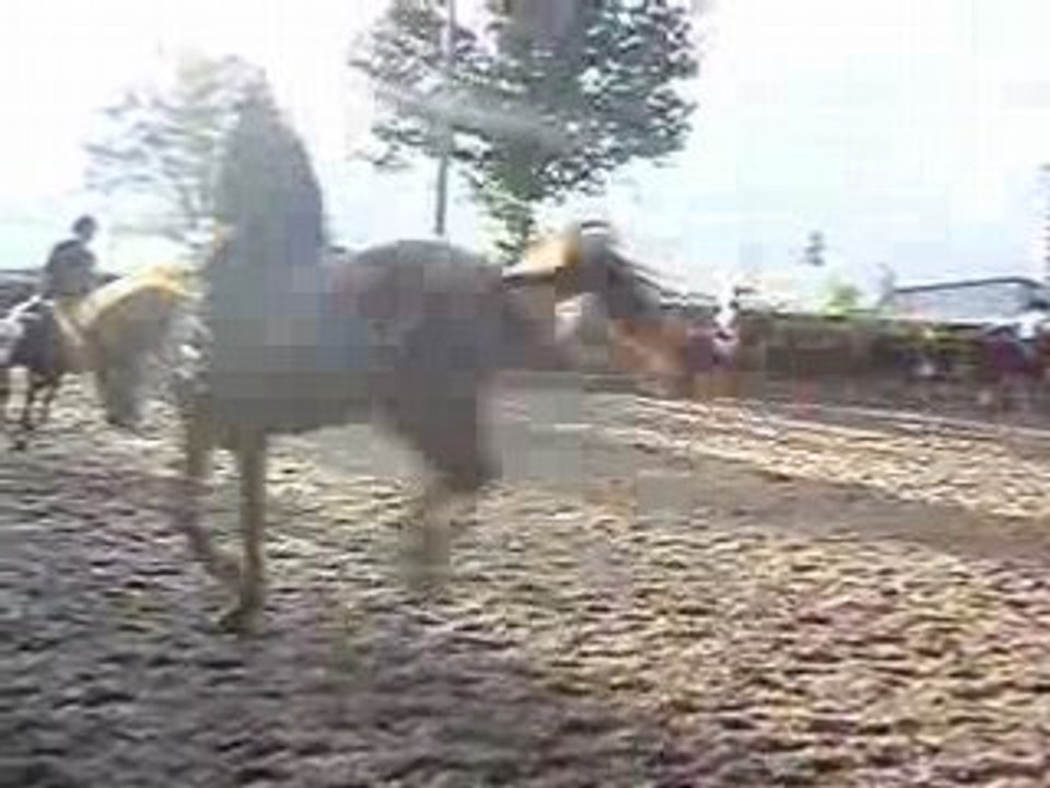 galop à droite