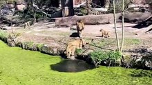 Une lionne sauve son petit lionceau tombé a l'eau