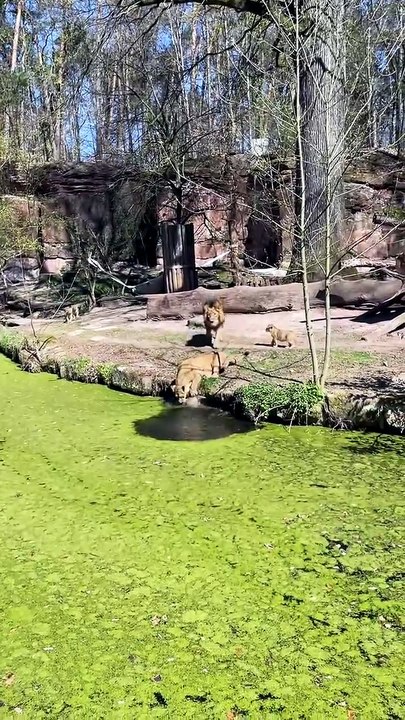 Une lionne sauve son petit lionceau tombé a l'eau
