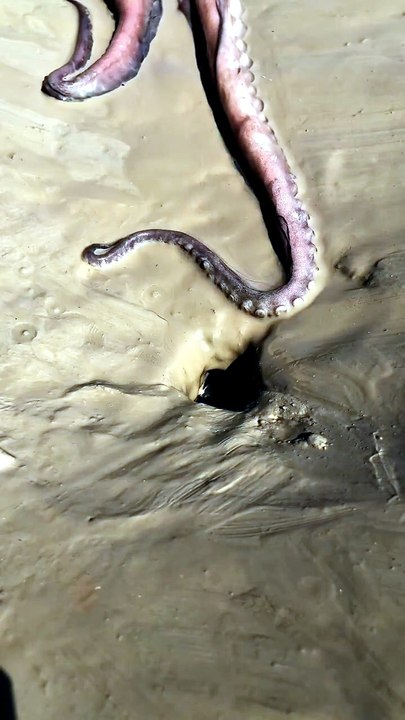 Une pieuvre se glisse dans un trou dans le sable et c'est impressionnant