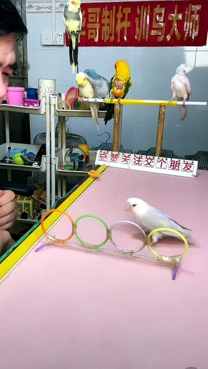 #Parrot #SmartAnimals #AnimalIntelligence #AmazingAnimals #BirdLovers #PetSkills #Incredible #FunnyAnimals