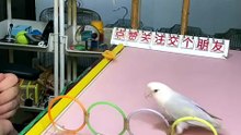 #Parrot #SmartAnimals #AnimalIntelligence #AmazingAnimals #BirdLovers #PetSkills #Incredible #FunnyAnimals