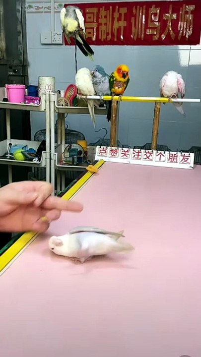 #Parrot #SmartAnimals #AnimalIntelligence #AmazingAnimals #BirdLovers #PetSkills #Incredible #FunnyAnimals