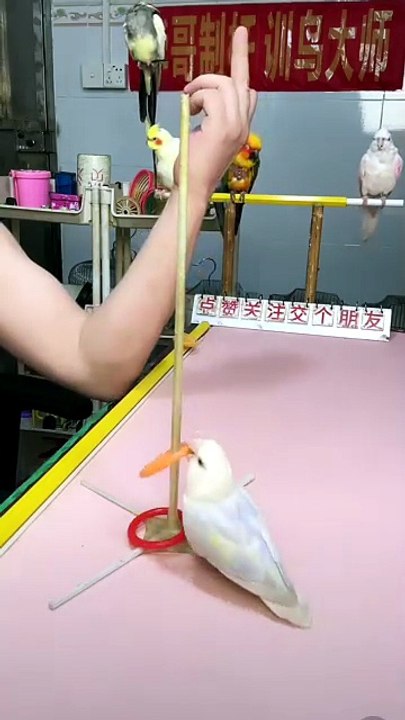 #Parrot #SmartAnimals #AnimalIntelligence #AmazingAnimals #BirdLovers #PetSkills #Incredible #FunnyAnimals