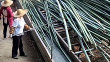 Satisfying Bamboo Processing & Industrial Harvesting 🎋