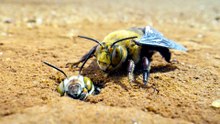 Watch Secrets of the Bees Season 1 Episode 2 Full Episode HD Online 2026