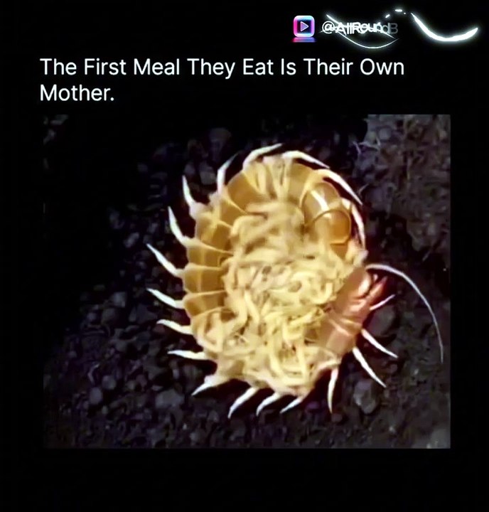 Mother Becomes Food for Babies  (Nature’s Dark Truth)