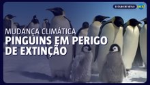 Mudança climática põe espécie de pinguins em risco de extinção