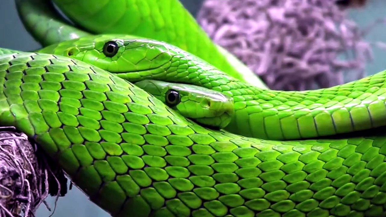 Que Significa Soñar con Serpientes - Significado de Soñar con Serpientes