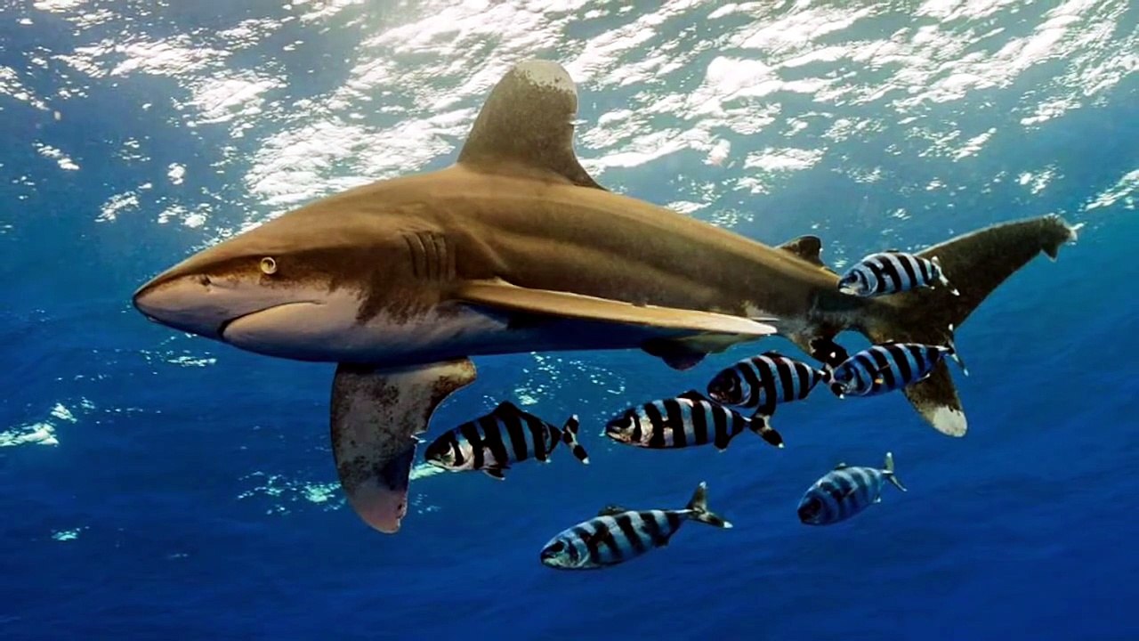Qué significa Soñar con Tiburones - Significado de Soñar con Tiburones