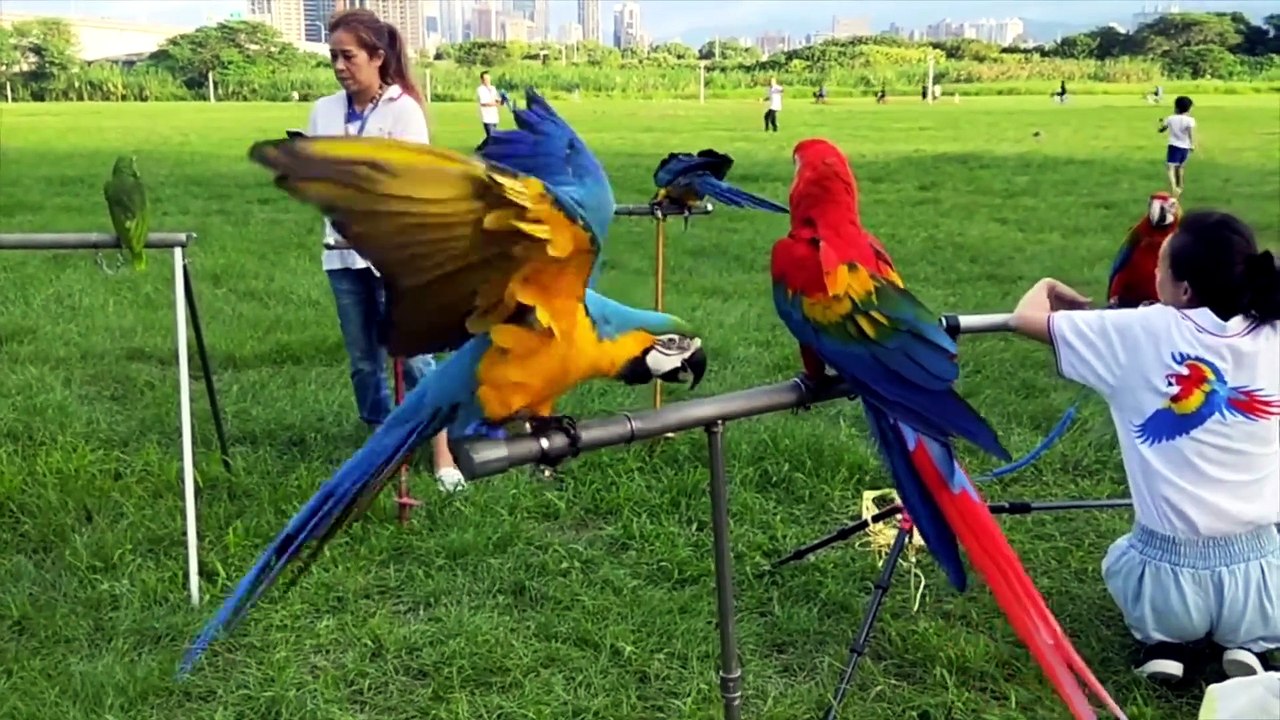 Que Significa Soñar con Loros - Significado de Soñar con Loros