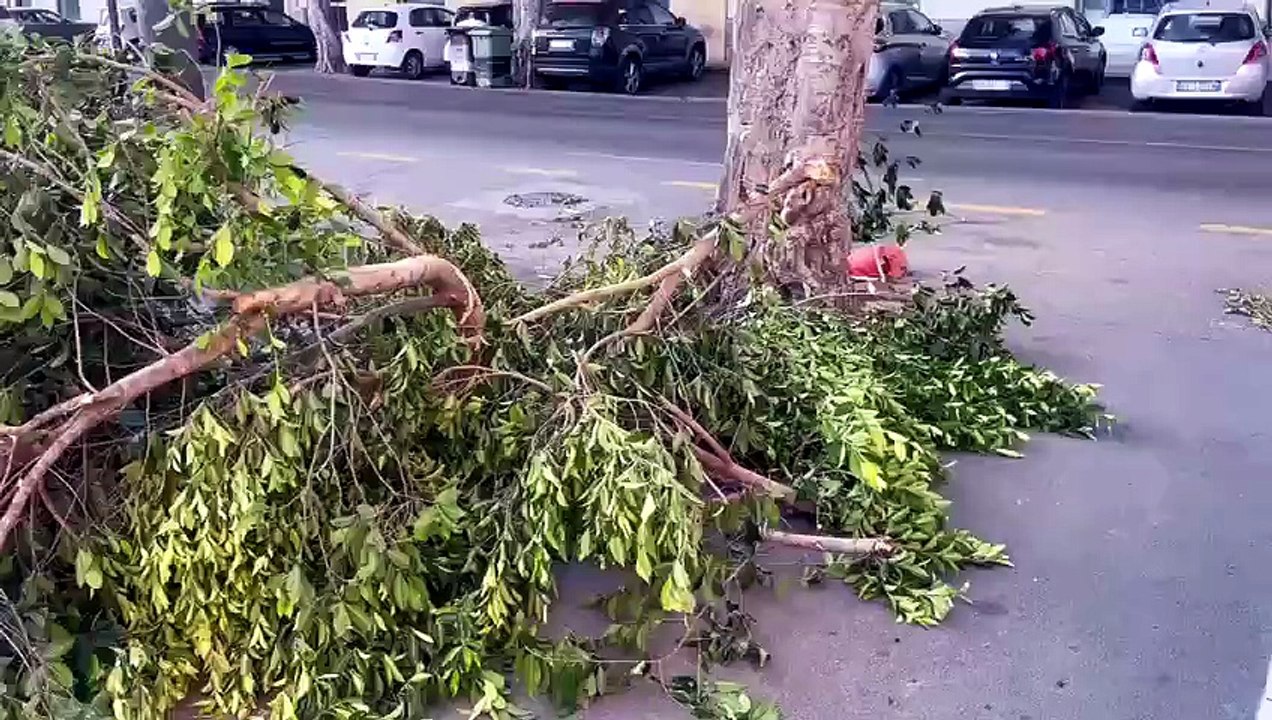 Maestrale a Cagliari: grosso ramo si schianta in viale Trieste