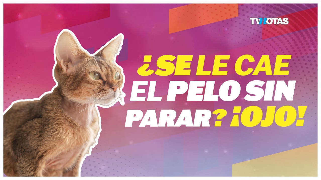 ¿Tu perro o gato tira mucho pelo? Podría ser al...
