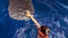 Pescadores nadan con tiburón ballena en Manzanillo