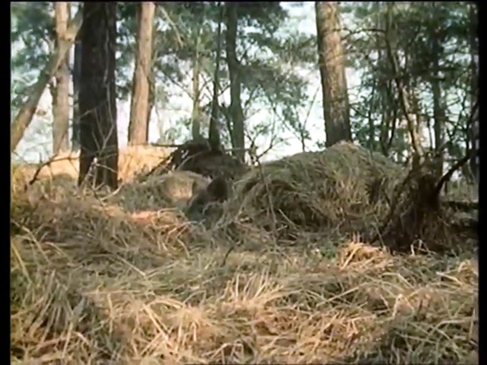 Wildschwein ehrenhalber (DDR 1978) - 03. M. über M. (Fernsehbericht)