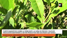YERBA MATE LA CAÍDA DE PRECIOS Y FALTA DE REGULACIÓN MANTIENEN EL SECTOR PRODUCTIVO MÁS GOLPEADO