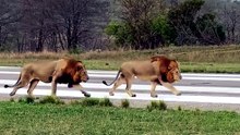 Epic Lion Showdowns in Wild Savanna