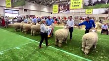 Supreme merino ram at Sydney RAS