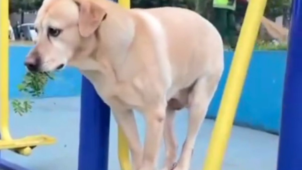 Laugh with this dog