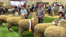 Supreme ewe champion at Sydney RAS