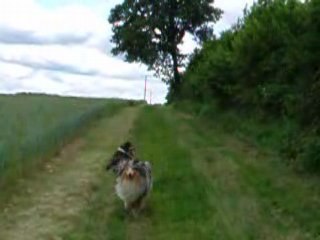 mes colleys en ballade