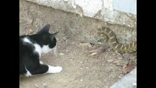 Cat vs Snake..