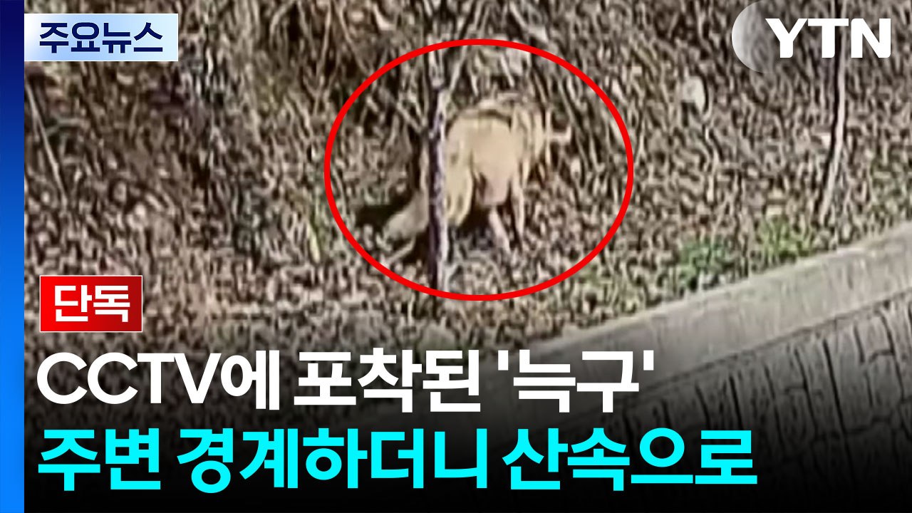 [단독] CCTV에 포착된 '늑구'...주변 경계하더니 산속으로 / YTN