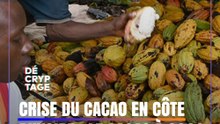 CRISE DU CACAO : LES PRODUCTEURS IVOIRIENS AU SEUIL DE LA PRÉCARITÉ