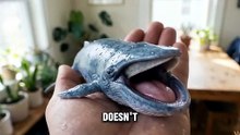 I Raised Blue Wh as a Pet... It Got Out of Control