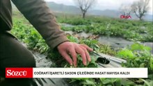 Coğrafi işaretli Sason çileğinde hasat mayısa kaldı