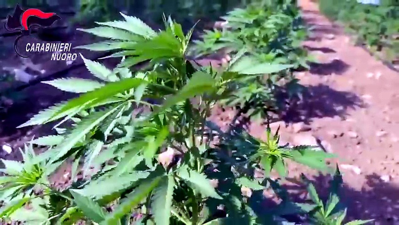Maxi-piantagione di marijuana nel Nuorese: sequestrate quasi 50mila piante