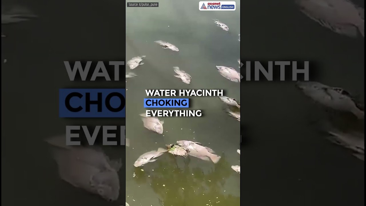 Pashan Lake Dead Fish Crisis Pune | Dead Fish Floating + Foul Stench | PMC Negligence 2026
