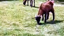 Top-performing lawn mowers :) #animals #funnyanimals #viralanimals