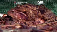 Wiosenna migracja płazów w Polsce: „Frog Patrol” ratuje tysiące zwierząt