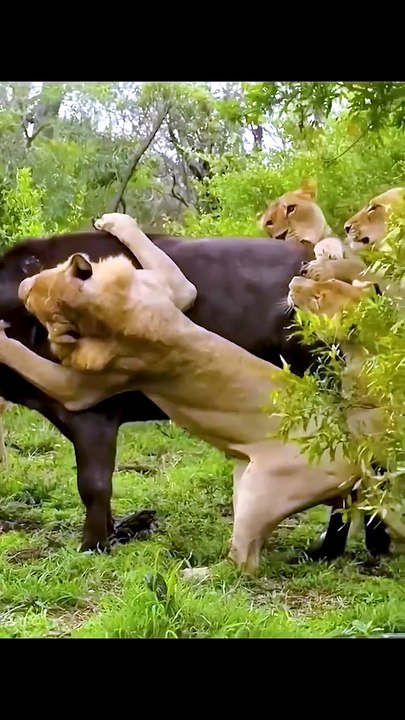 Ultimate Wild Pack Survival Fight! 😱