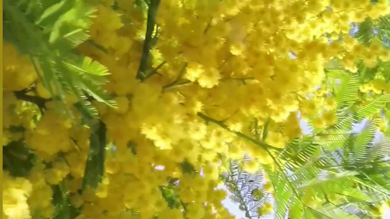 Fields of Gold