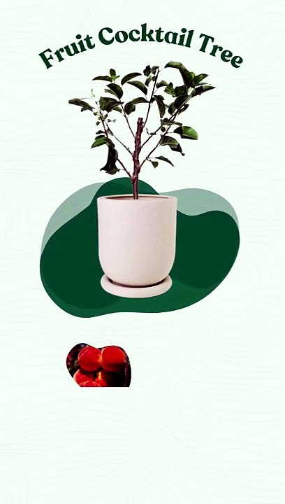 Fruit Cocktail Tree Multi Fruit Growing Plant