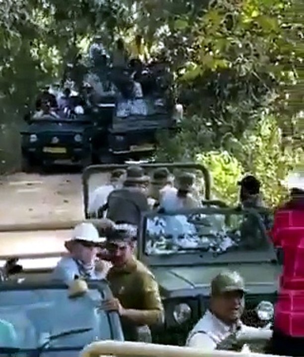 Tiger Surrounded by Safari Jeeps