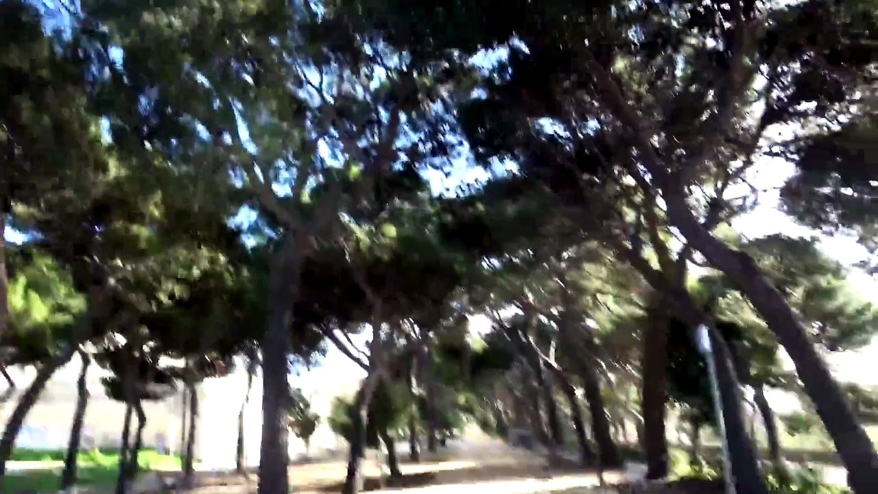 Cagliari, alberi pericolanti per il forte vento: viale Buoncammino chiuso al traffico
