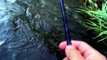 MANCING WADER JEPANG