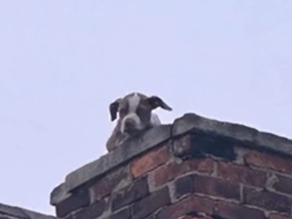 Halbverhungerter welpe vom dach eines verlassenen hauses gerettet