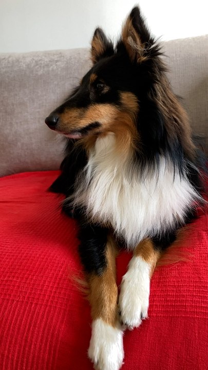 🚨 Billy est toujours porté disparu ! 😢